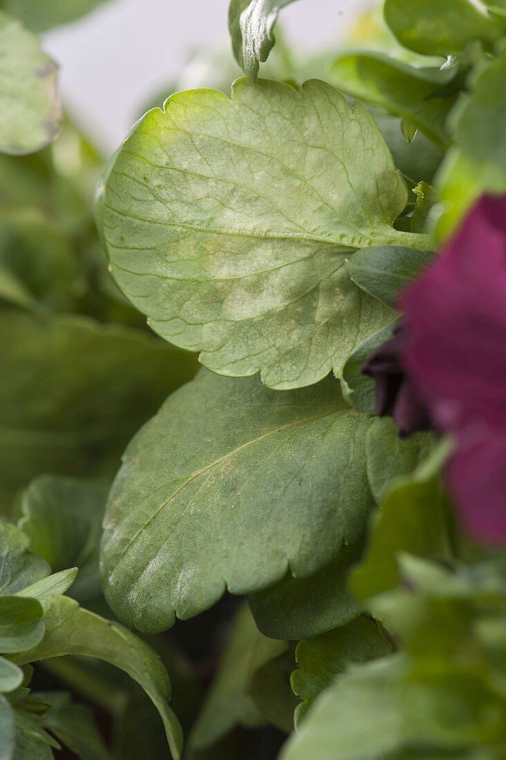 Downy mildew on viola