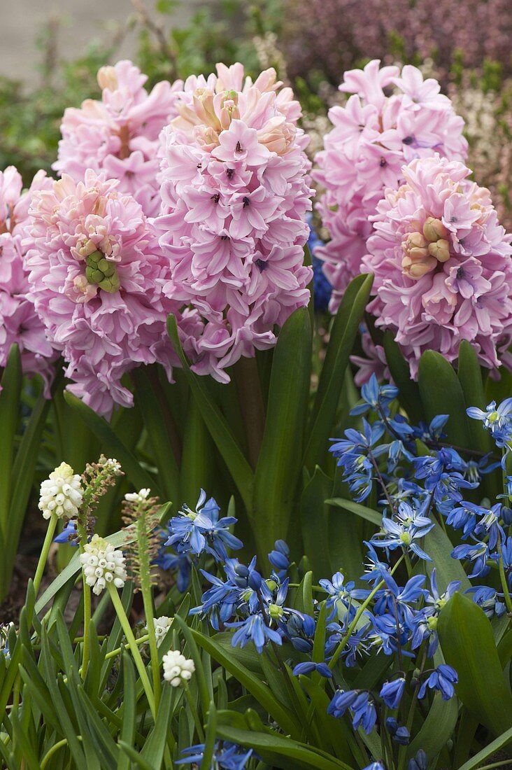 Hyacinthus 'Fondant' (Hyacinths), Scilla (Blue Star), Muscari