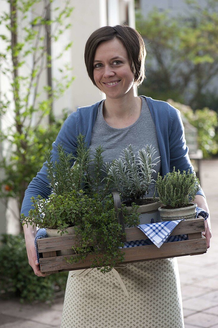 Woman carrying wooden basket with herbs of Provence in pots