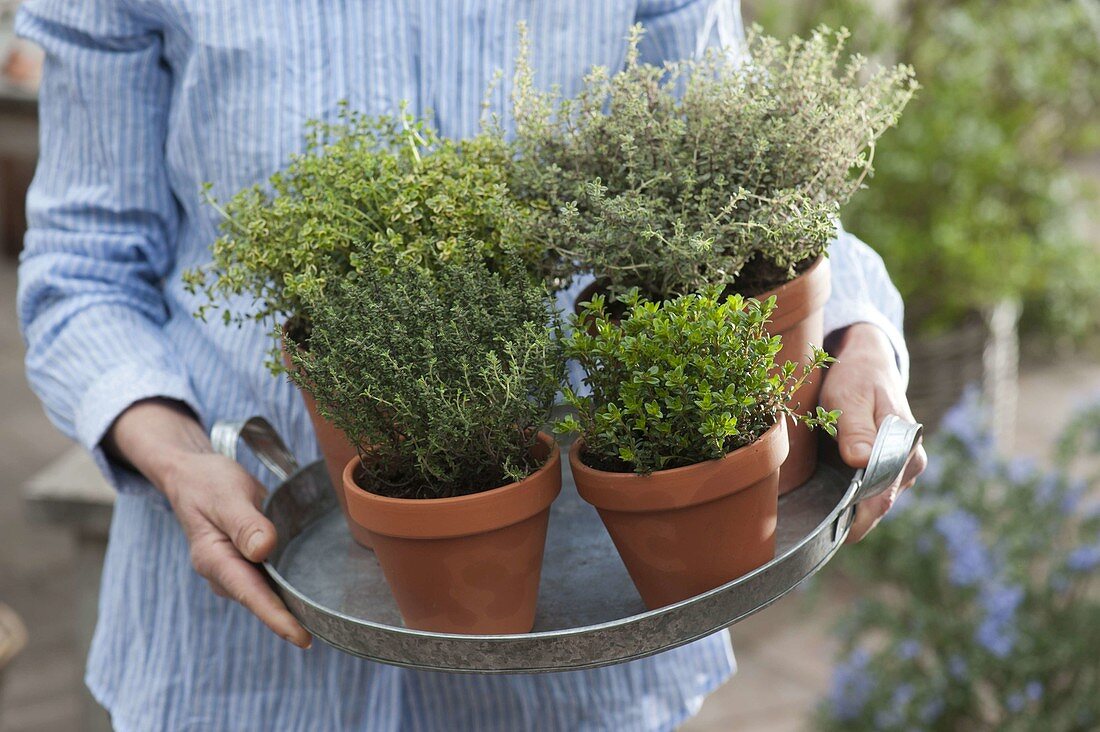 Woman carrying tray with various thyme varieties