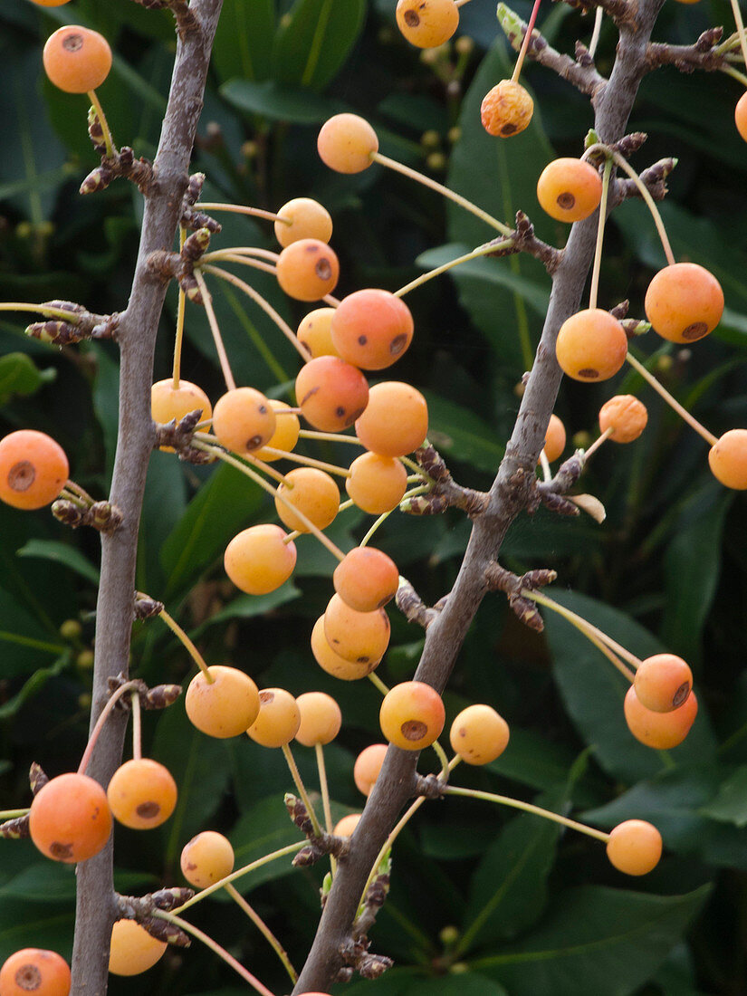 Malus 'Butterball' (ornamental apple), the fruits last long into winter