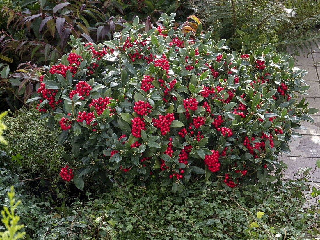 Skimmia japonica 'Olympic Flame' (fruit scoop)