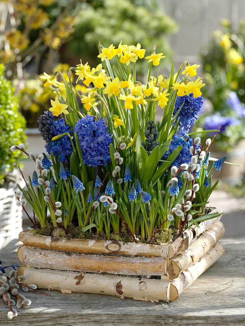 Narcissus 'Tete Atete', Hyacinthus, Muscari