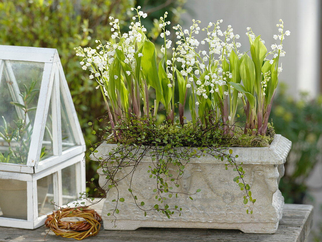 Convallaria majalis (Lily of the Valley) and Muehlenbeckia (Wire Vine)