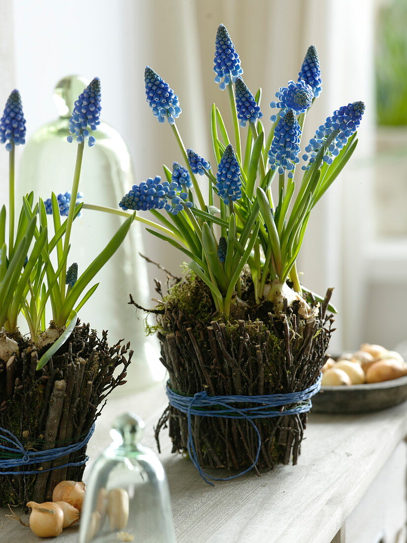 Covering clay pots with downy birch twigs (4/4)