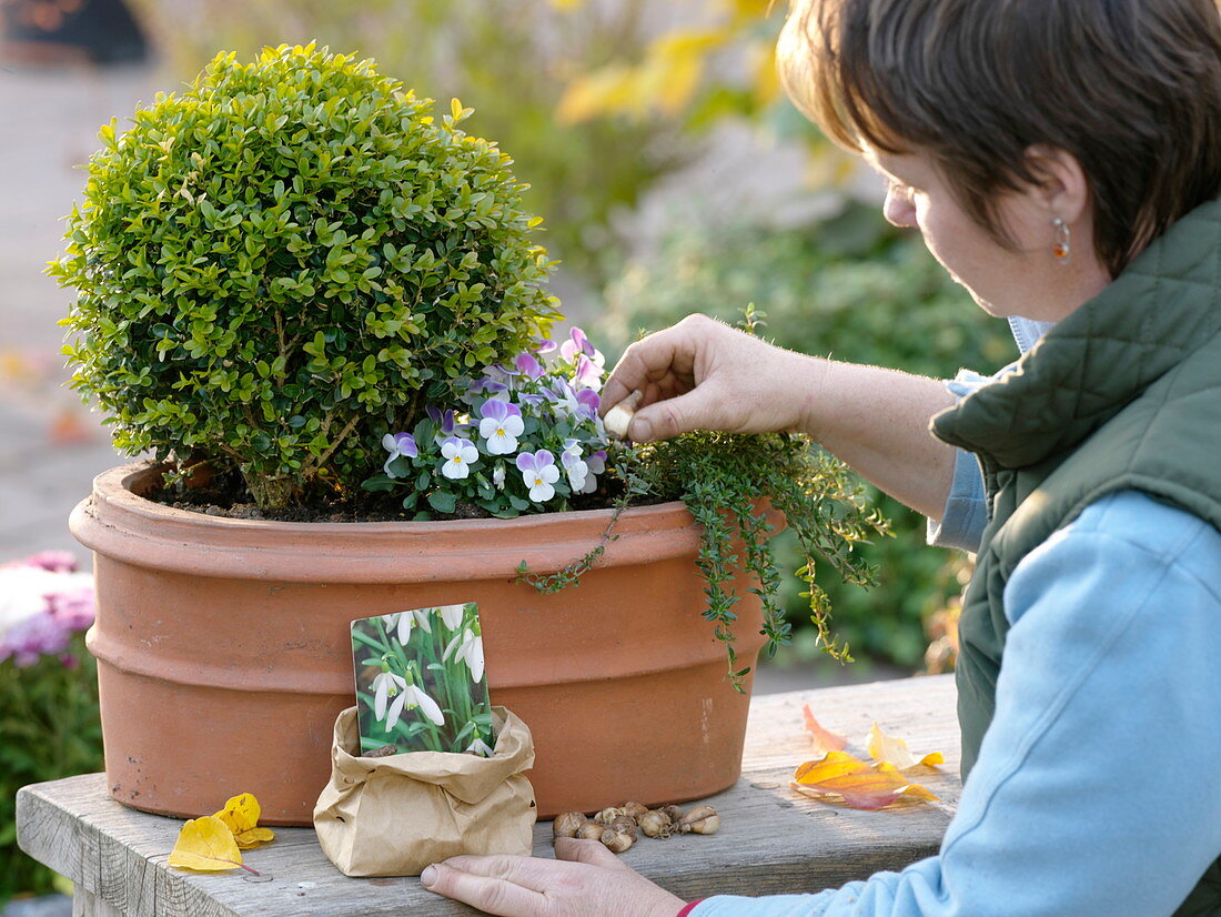 Put snowdrop bulbs in a winterproof planted box (1/2)