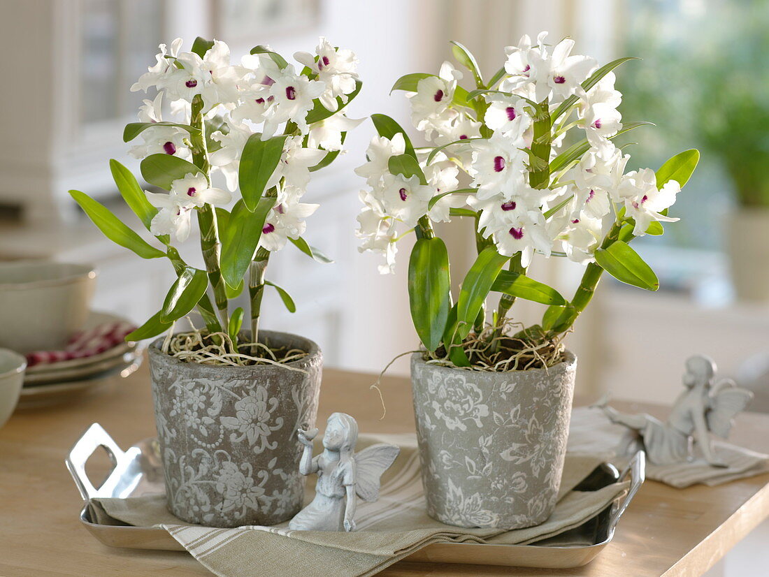 Dendrobium 'Star Class White' (orchids) in grey-white planters