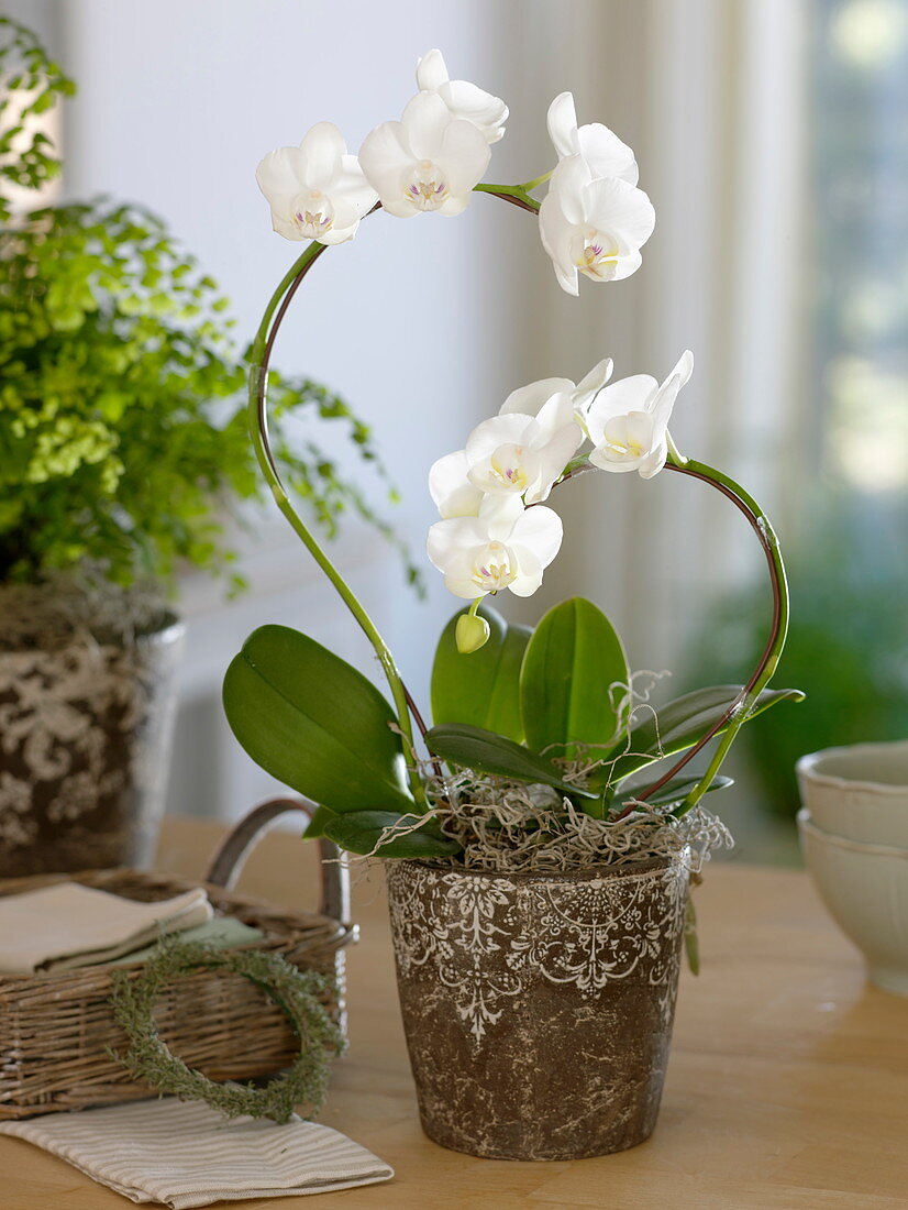 White Phalaenopsis hybrid (Malay flower, butterfly orchid)