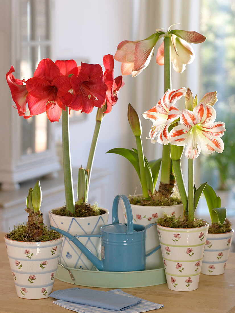 Hippeastrum 'Kolibri Red', 'Flaming Striped' (Amaryllis) in verschiedenen Stadien