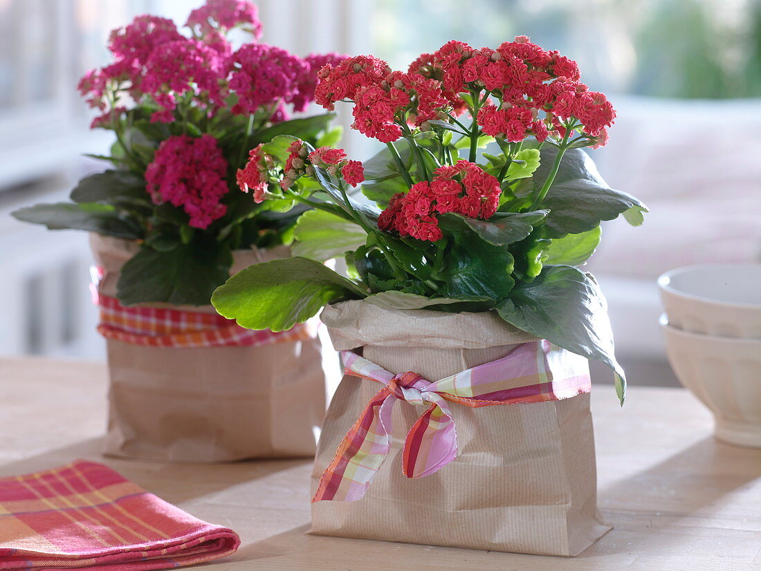 Kalanchoe Calandiva 'Red', 'Dark Pink' (double flaming catkins)