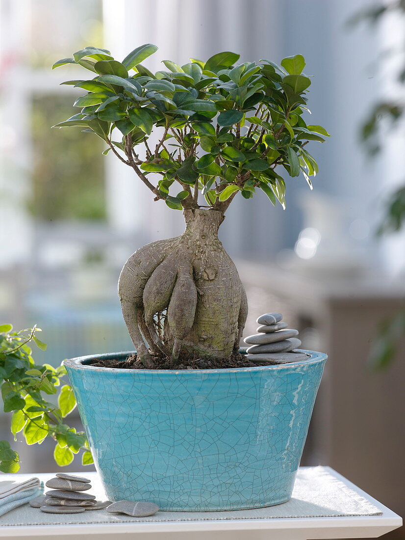 Ficus microcarpa 'ginseng' (rubber tree) as bonsai