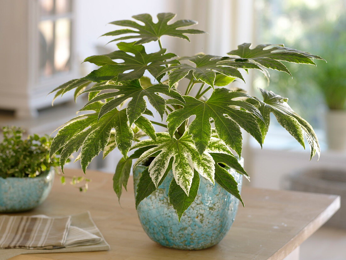 Fatsia japonica 'Spider's Web' (indoor aralia) in a turquoise tub