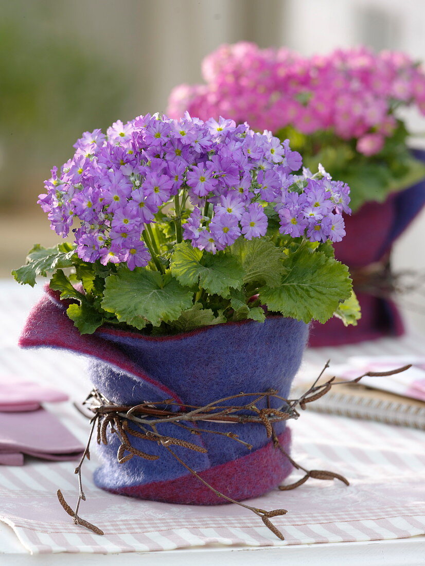 Primula malacoides (Fliederprimel) mit Filzmantel als Übertopf