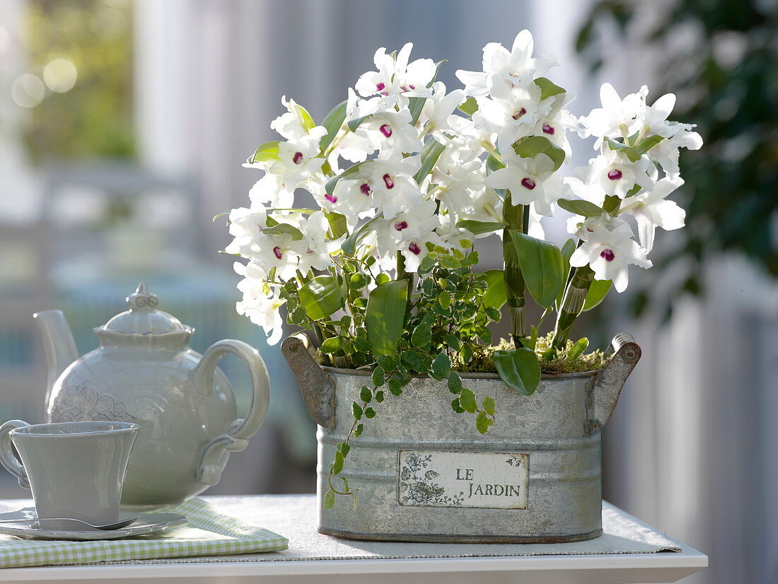 Dendrobium 'Star Class White' (orchid), Ficus pumila 'Sunny' (climbing fig)