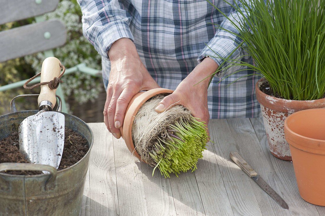 Harvest chives from the pot, divide and replenish