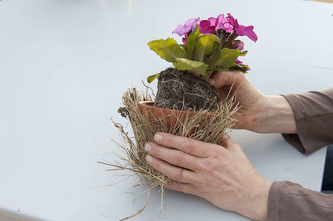 Table decoration with cushion primroses in a hay coat (4/6)