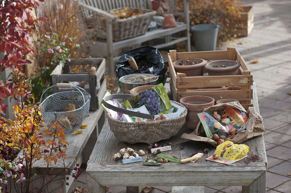 For colourful spring bulbs in pots in autumn