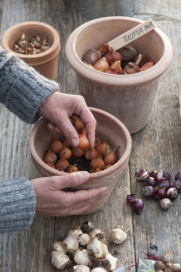 For colourful spring bulbs in pots in autumn