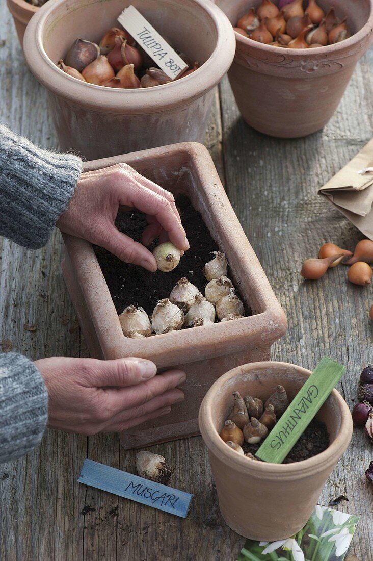 For colourful spring bulbs in pots in autumn