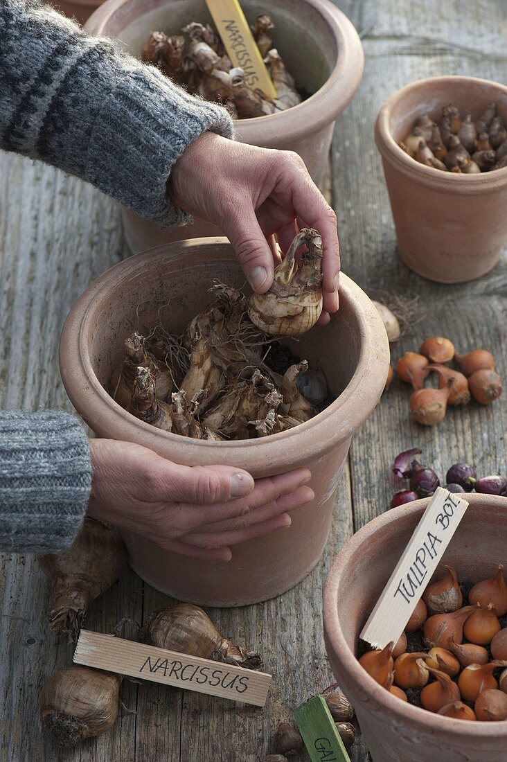 For colourful spring bulbs in pots in autumn