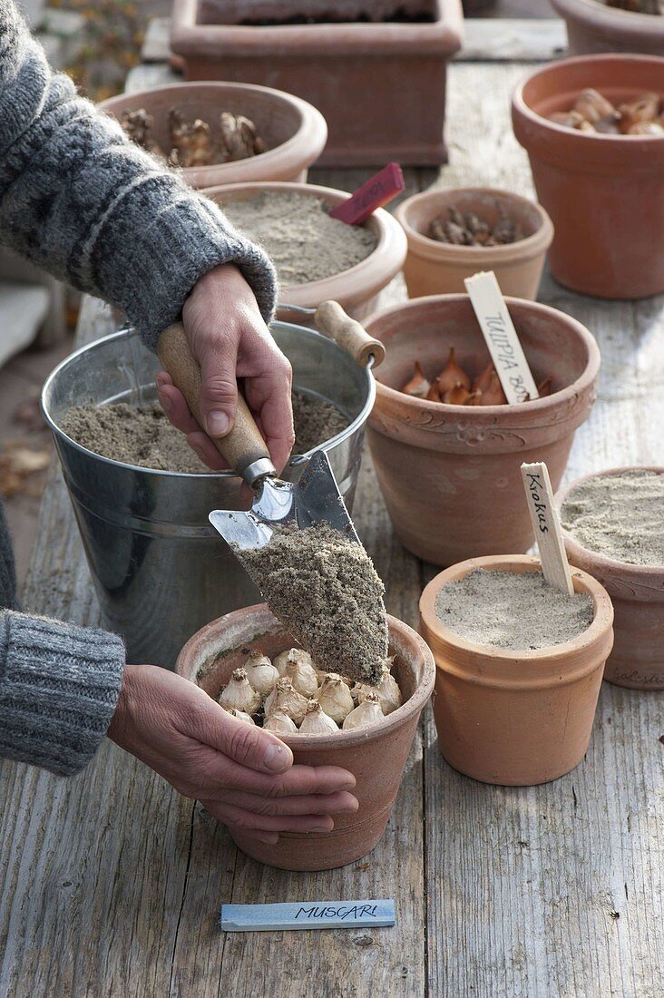 For colorful spring flowers put the onions in pots in autumn