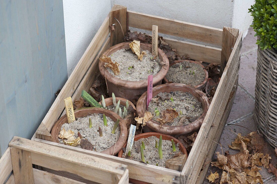 Für bunten Frühlingsflor Zwiebeln im Herbst in Töpfe legen