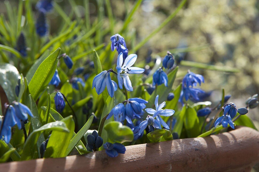 Für bunten Frühlingsflor Zwiebeln im Herbst in Töpfe legen