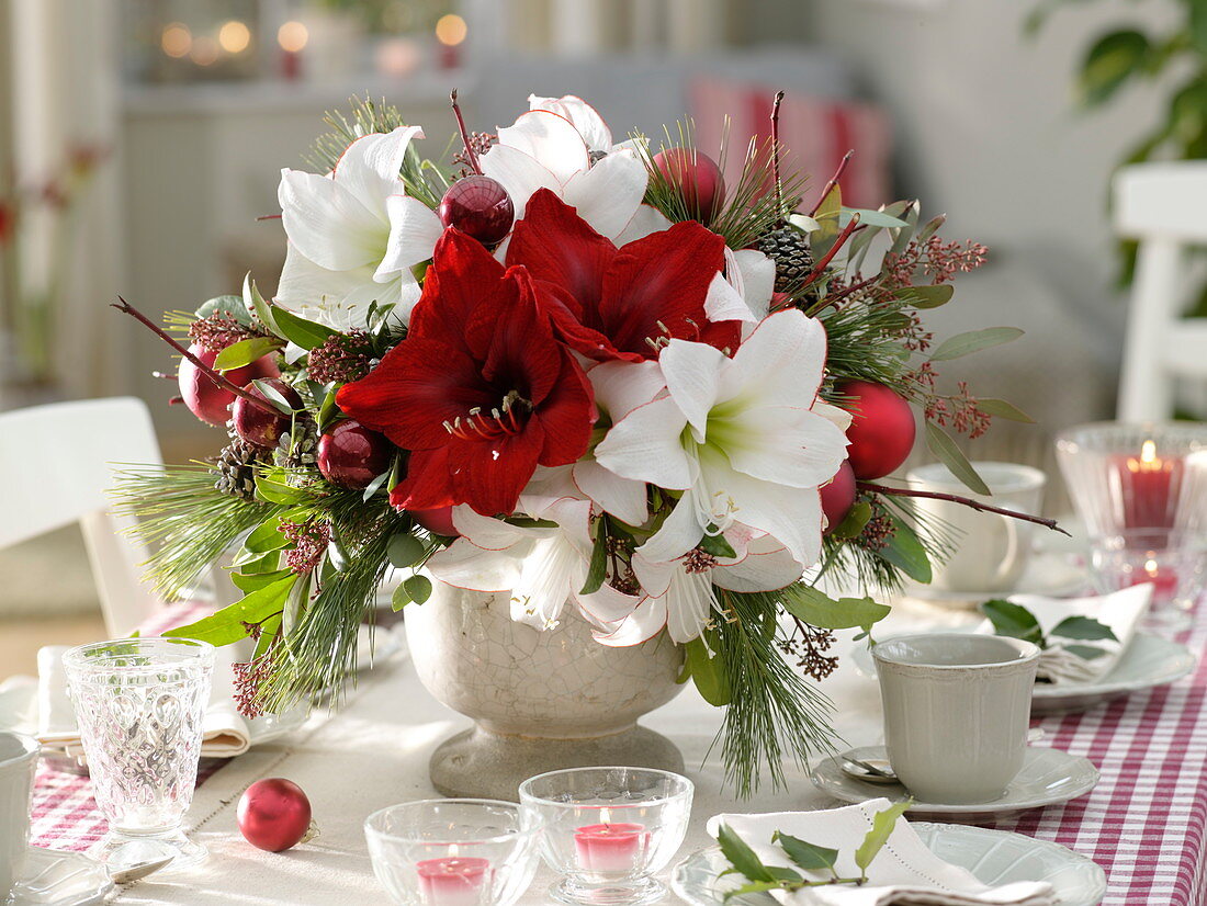 Red and white Christmas bouquet of Hippeastrum (Amaryllis)