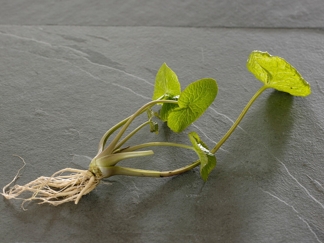 Wasabi (Eutrema japonica), auch Japanischer Meerrettich, Wassermeerrettich