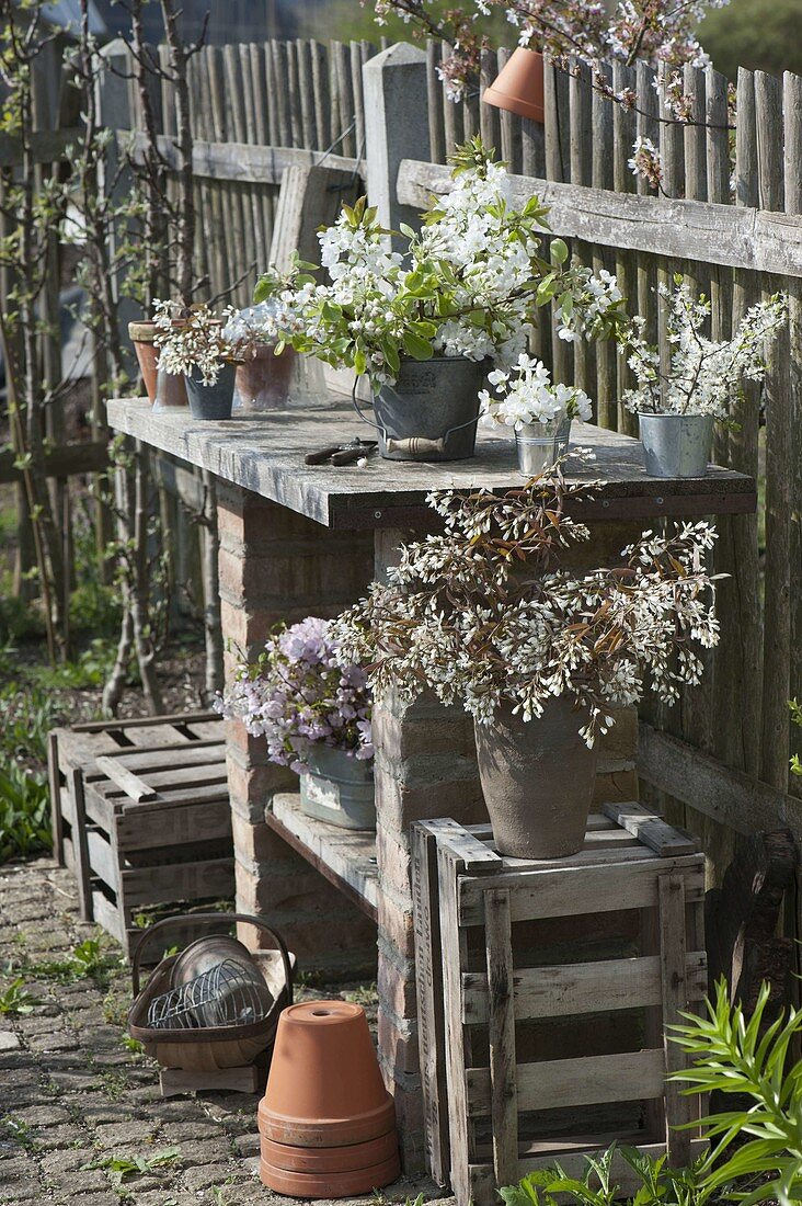 Arbeitstisch am Zaun im Bauerngarten mit Sträußen aus Amelanchier