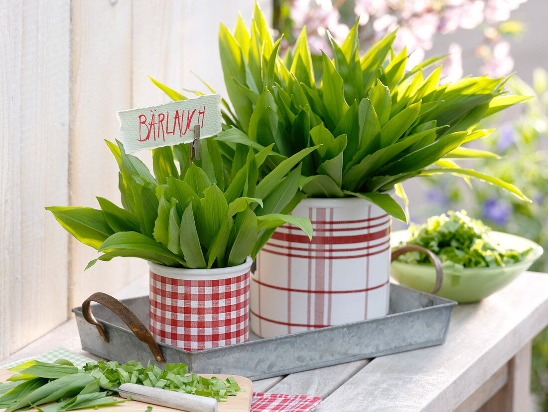 Freshly harvested wild garlic (Allium ursinum) in red and white tins