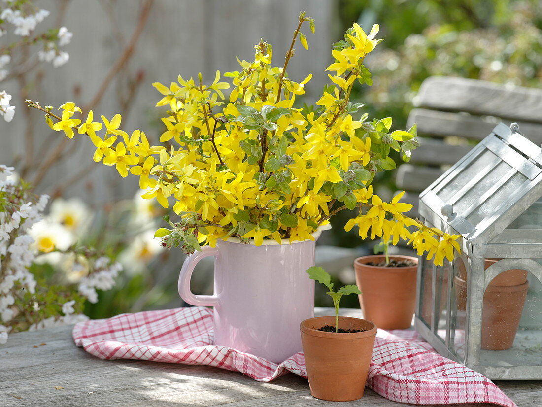 Branches of forsythia and malus in enamel jug