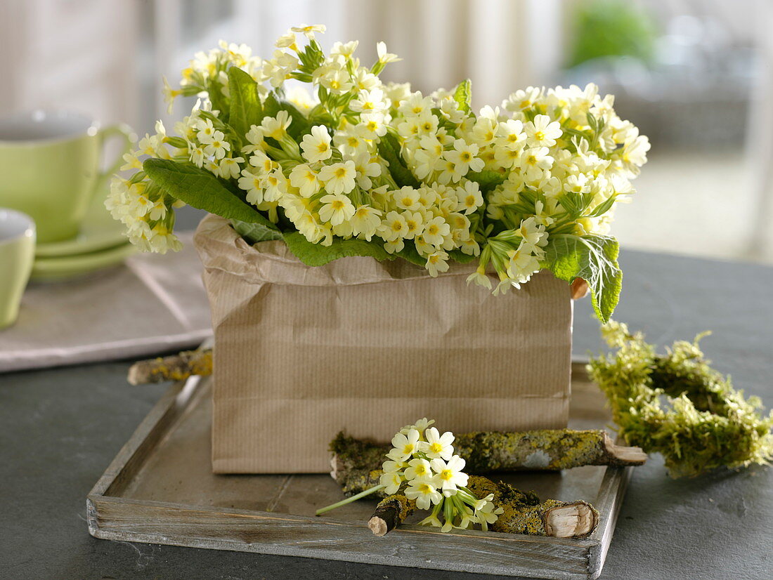 Primula elatior (Cowslip) placed in paper bag