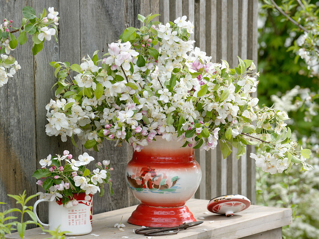 Branches of Malus (apple and ornamental apple) in old red and white tin containers