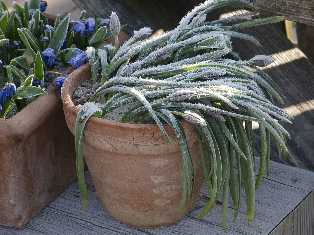 Tulipa humilis (wild tulips) with hoarfrost