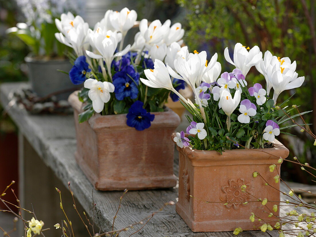 Crocus 'Jeanne d'Arc' (Krokusse), Viola cornuta (Hornveilchen)