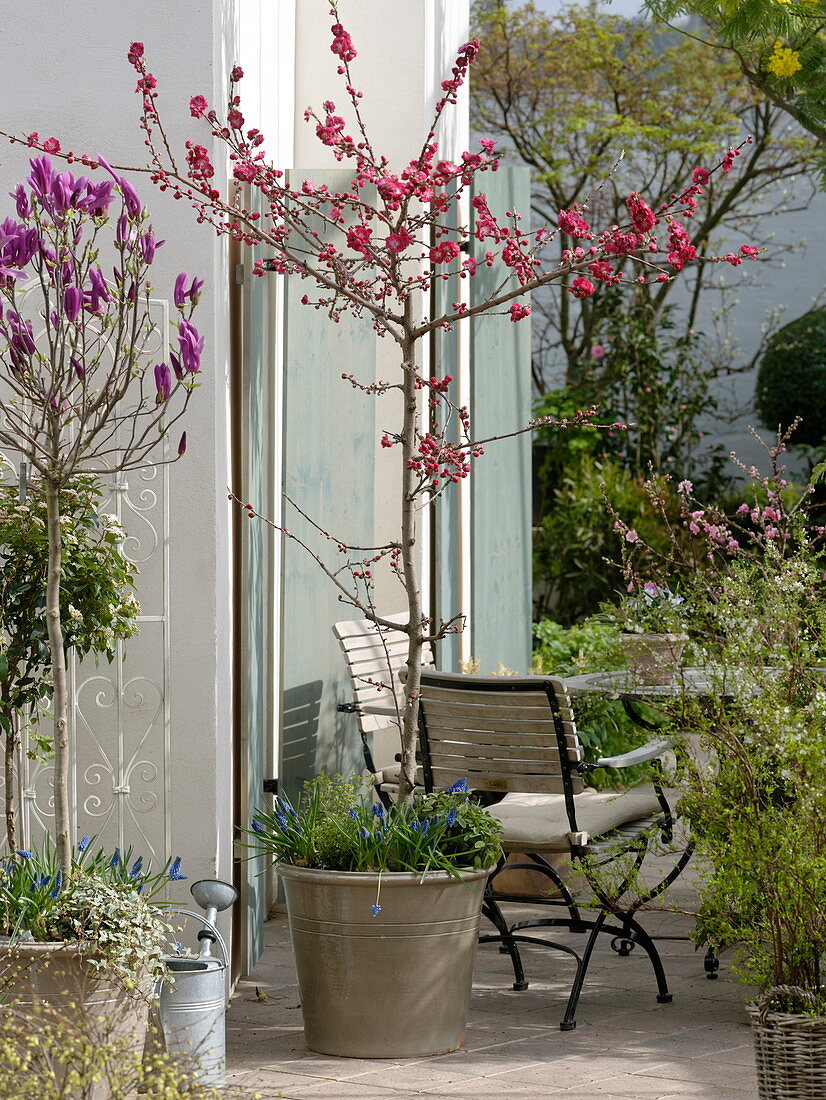 Prunus persica 'Melred' (ornamental peach), Magnolia 'Susan' (magnolia)