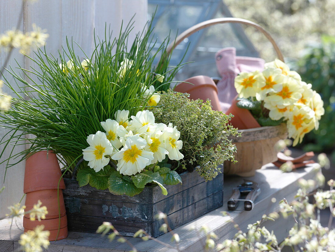 Wooden box with Primula acaulis (spring primrose), chives (Allium)