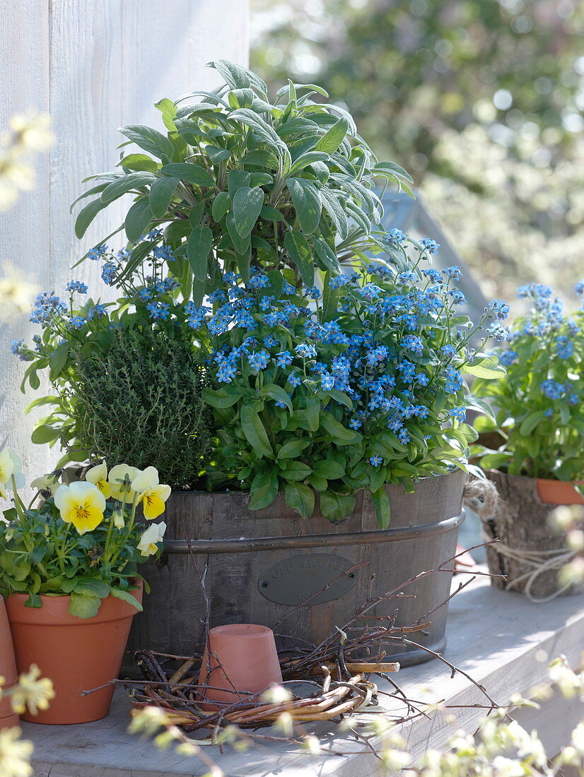 Wood tub with sage (salvia), thyme (thymus), myosotis