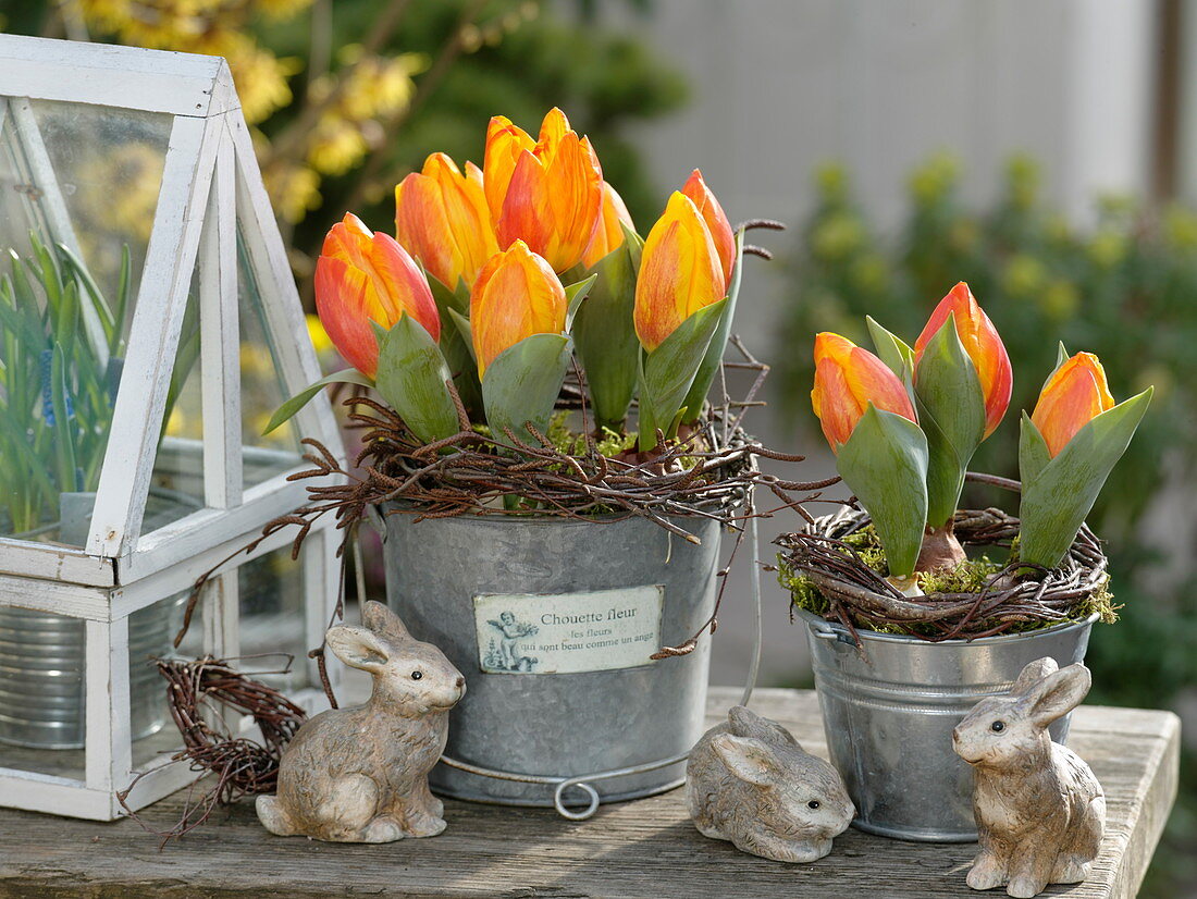 Tulipa 'Flair' (tulips) in metal bucket, wreaths of Betula (birch twigs)