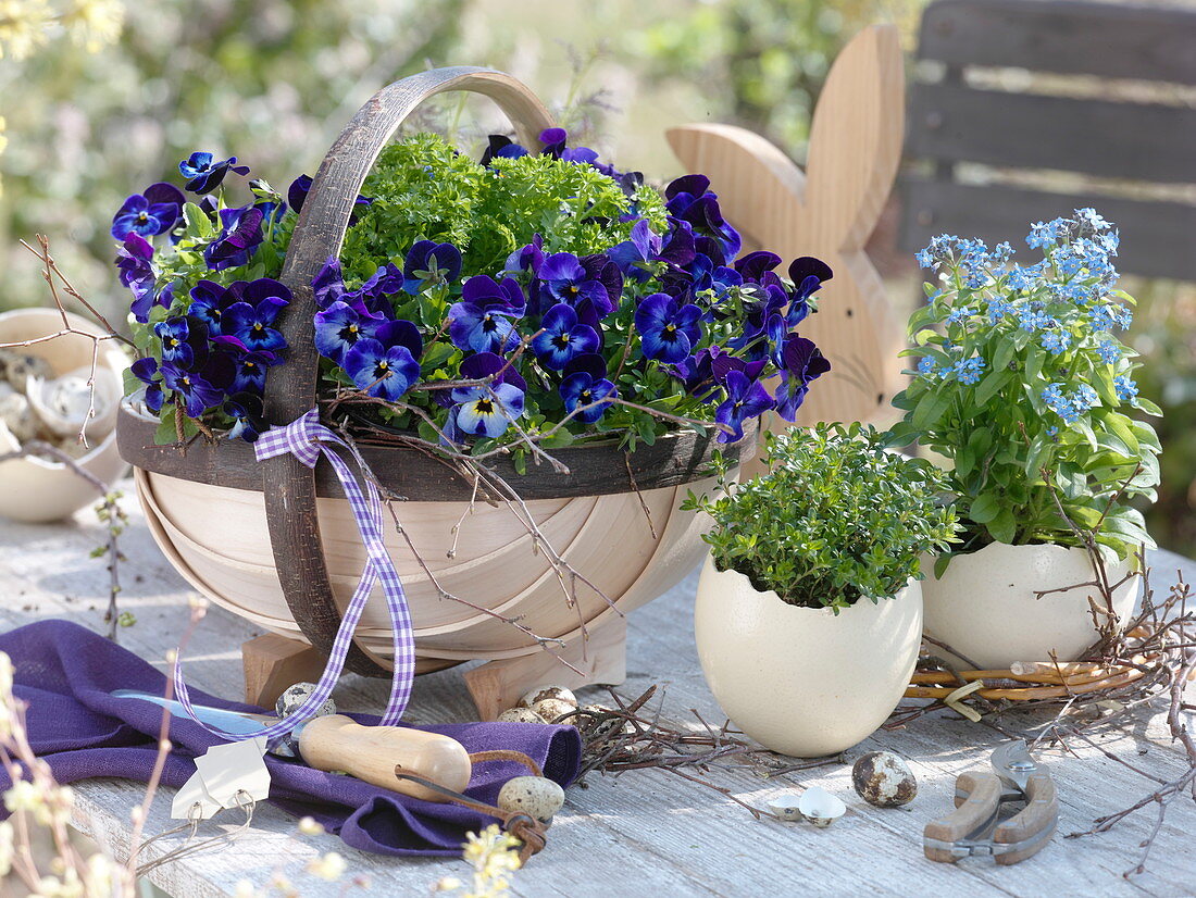 Spoke basket with purple Viola cornuta Callisto 'Denim', parsley