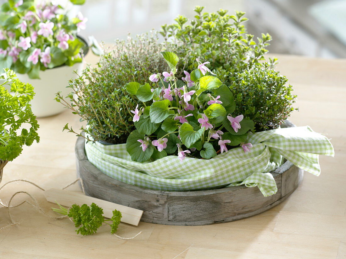 Viola odorata Miracle 'Barley Pink' (scented violet), thyme (Thymus)