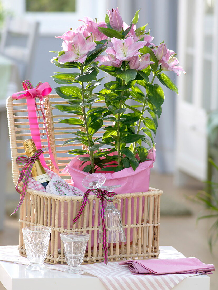 Lilium asiaticum 'souvenir' (lily) in pink paper as a gift