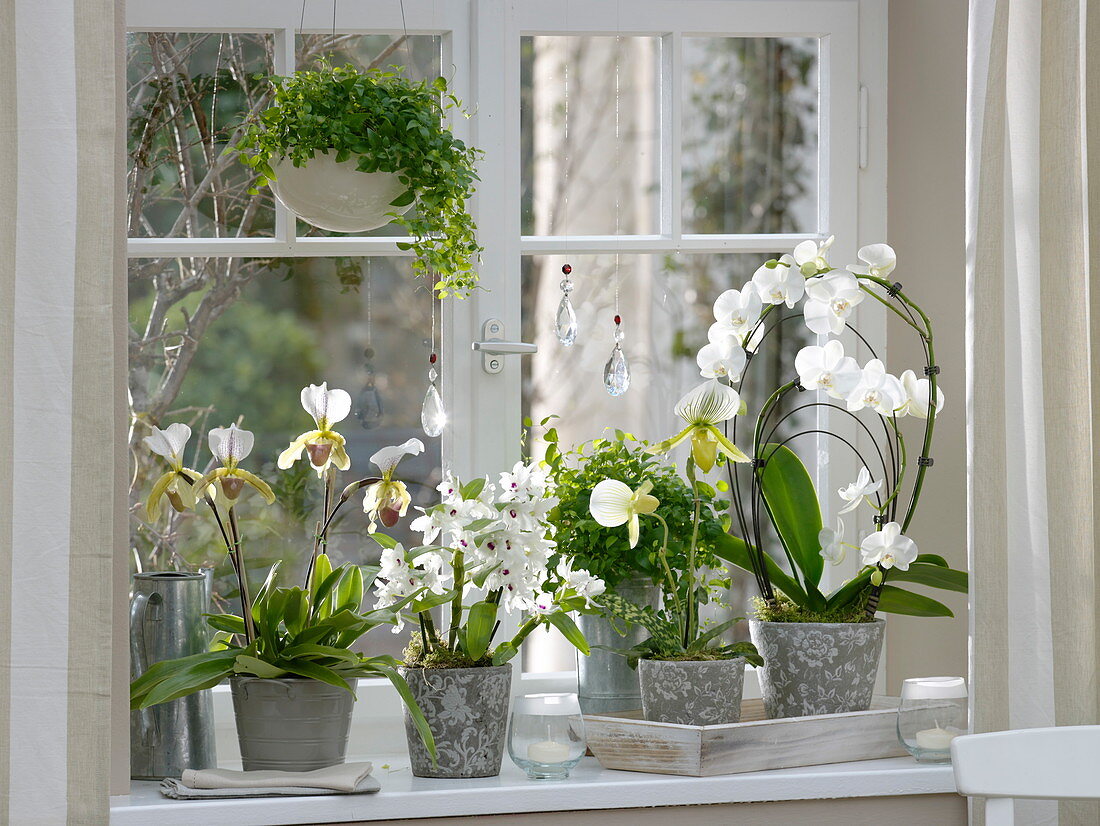 Orchid window with Phalaenopsis 'Rainbow White', Paphiopedilum 'Maudiae'