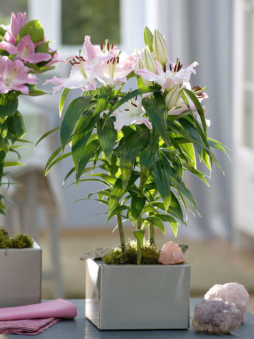 Lilium asiaticum Hybride (Lilien) in quadratischem Metall-Topf