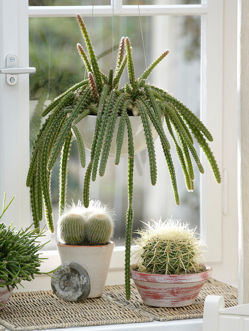 Aporocactus malisonii (snake cactus, whip cactus) in the window