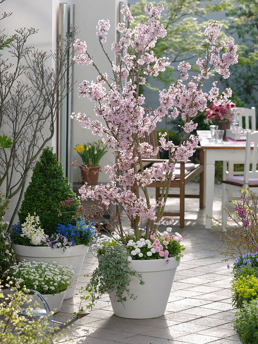 Prunus incisa 'Kojou-No-Mai' (Japanese Cherry), Bellis