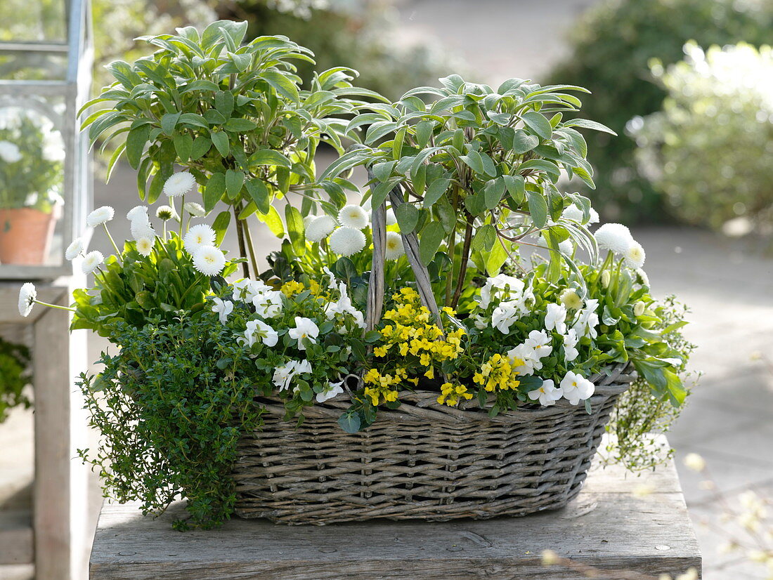 Korb mit Kräutern und eßbaren Blüten