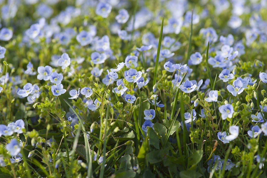 Veronica persica (Persischer Ehrenpreis)