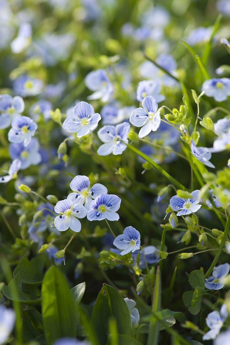 Veronica persica (Persian speedwell)